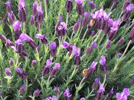 Bee on the Spanish Lavender