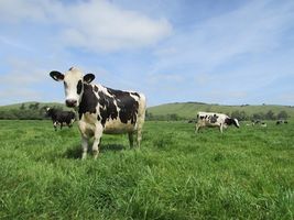 Happy Organic, Pasture Raised Cows