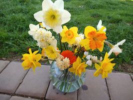 Daffodil bouquet