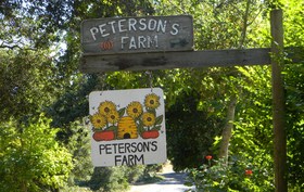 Peterson's Farm-2