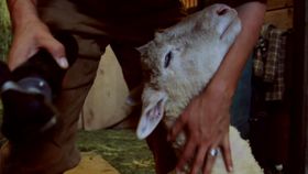 film still: "The SHEPHERD & The DOLLMAKER" (lamb s