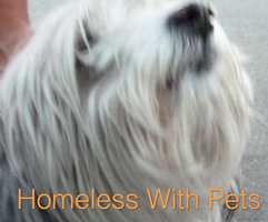 Homeless With Pets