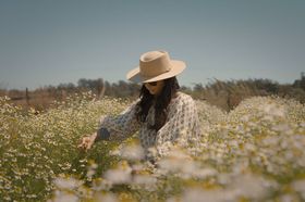 Chamomile Harvest