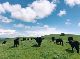 Freestone Ranch Cows