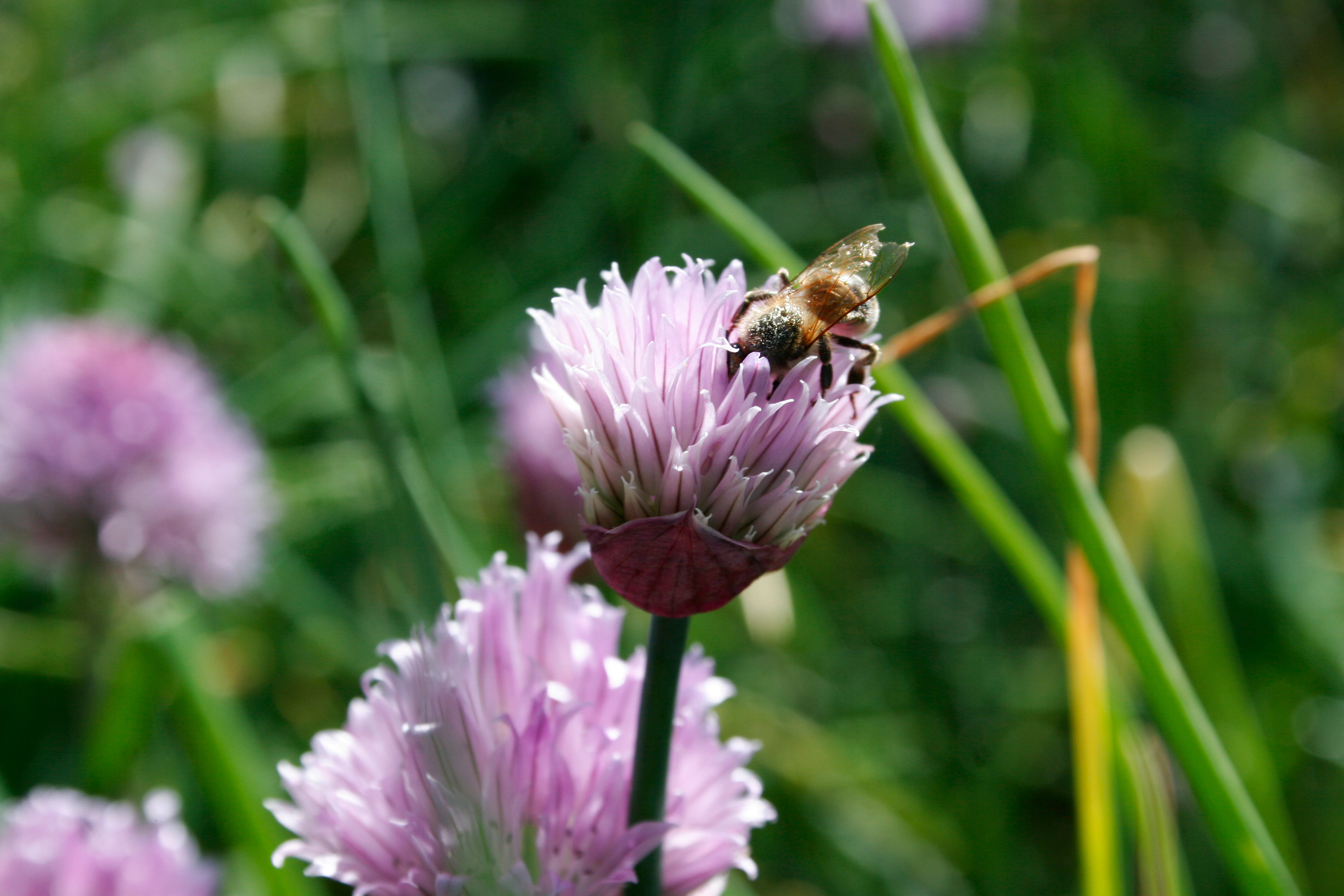 Spring Tour: Blossoms, Bees & Barnyard Babies