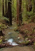Forest Bathing Seminar & Walk