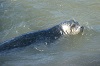 Seal Watch Volunteer Training #2