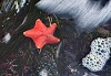 Exploring the Intertidal Zone Field Seminar