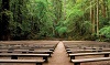 Poetry in the Redwoods