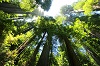 Forest Bathing Walk