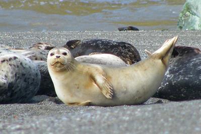 Marine Mammal Seminar