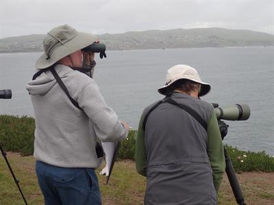 Seabird Monitoring Volunteer Training - FREE Training