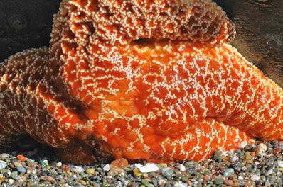 Tide Pool Orientation (includes Field Component) - FREE Training