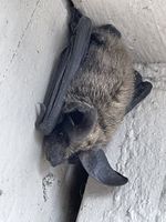 Bat