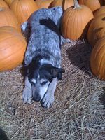 Willow with the pumpkins