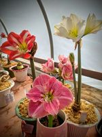 Amaryllis in the greenhouse...