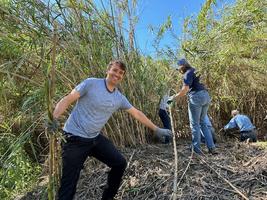 Clearing the invasive Arundo Donax from the Russian River