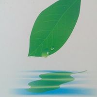 natural clean logo
