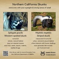 Skunks of Northern California