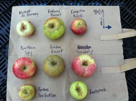 cider apple varieties