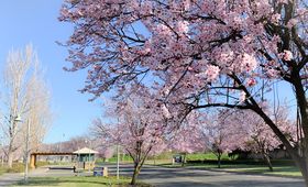 cherry blossoms campus