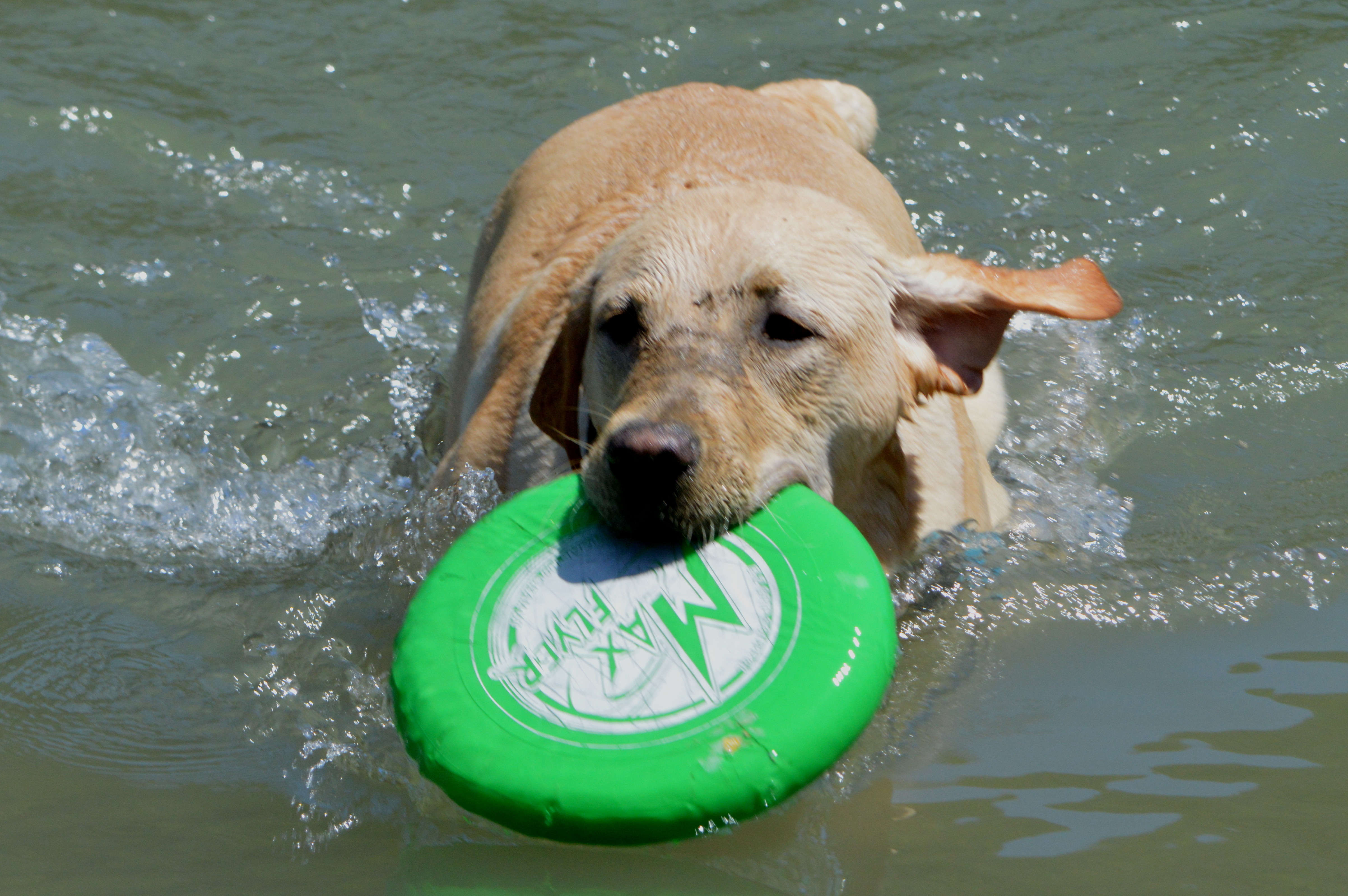 Spring Lake (Santa Rosa) "Water Bark" Dog Play Days - Events - Sonoma ...