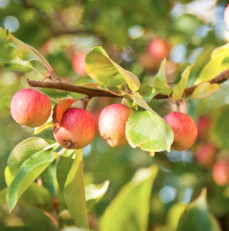Organic Tree Fruit & Berry Production