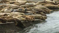 2019 Pinniped Monitor Volunteer Training - FREE Training