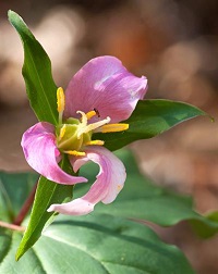 Plants of the Redwood Forest